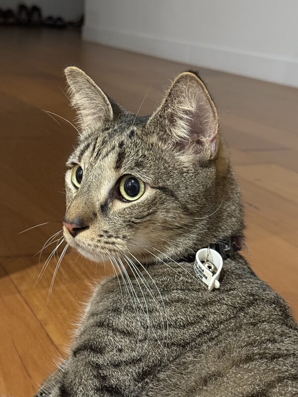 Tigga
