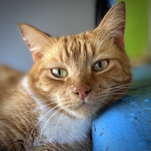 Simon
