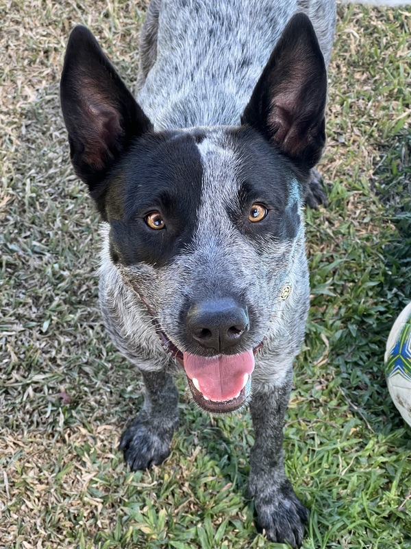 Remi