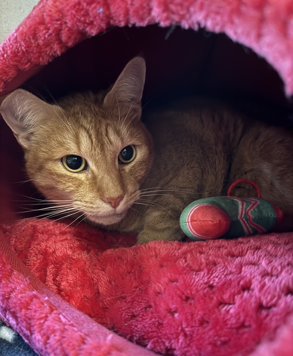 Milo