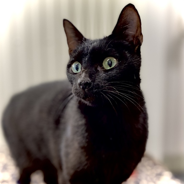 Jiji