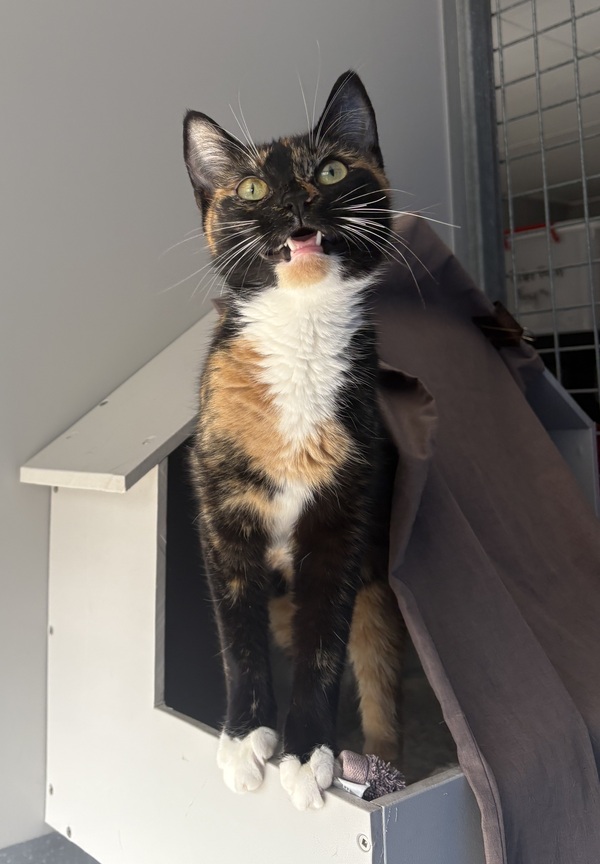 Ember