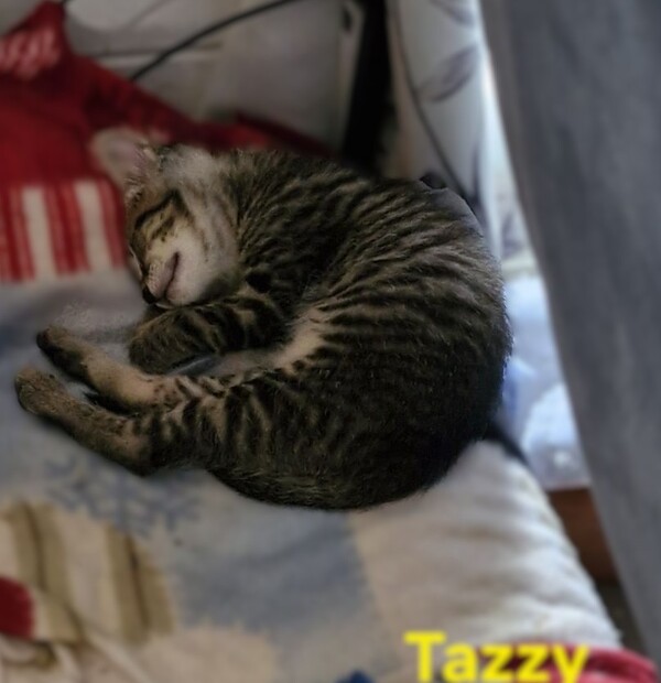 Tazzy