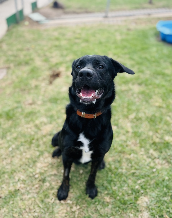 Koda