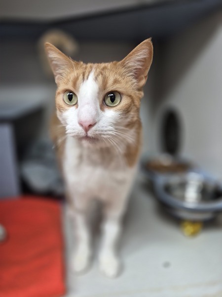 Jaffa