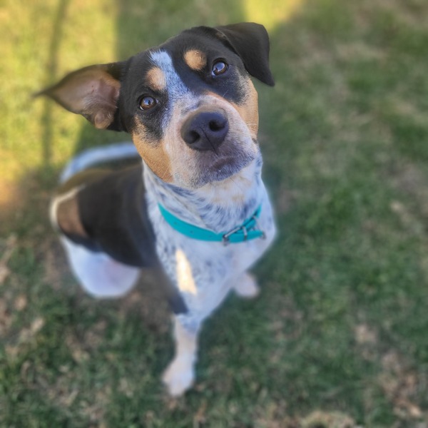 Dottie