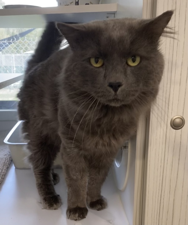 Cornelius
