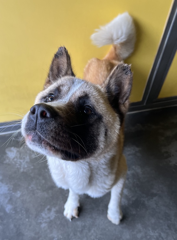 Coco