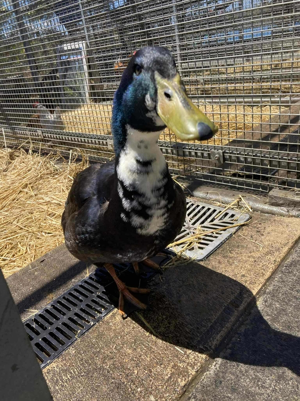 Count Quackula