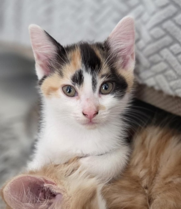Peanut