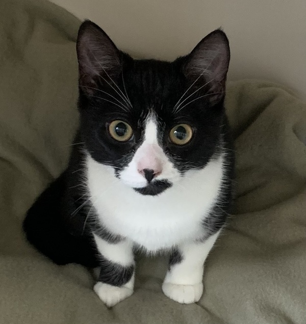 Hazel