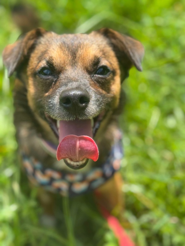 Odie