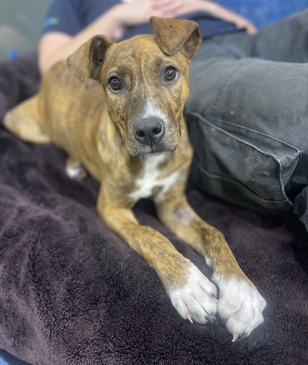 Nala