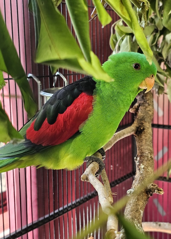 Kiwi