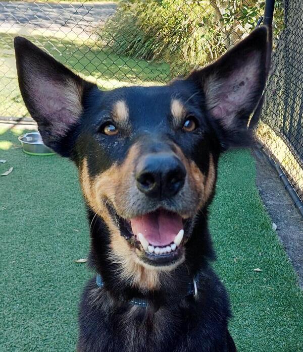 Samson