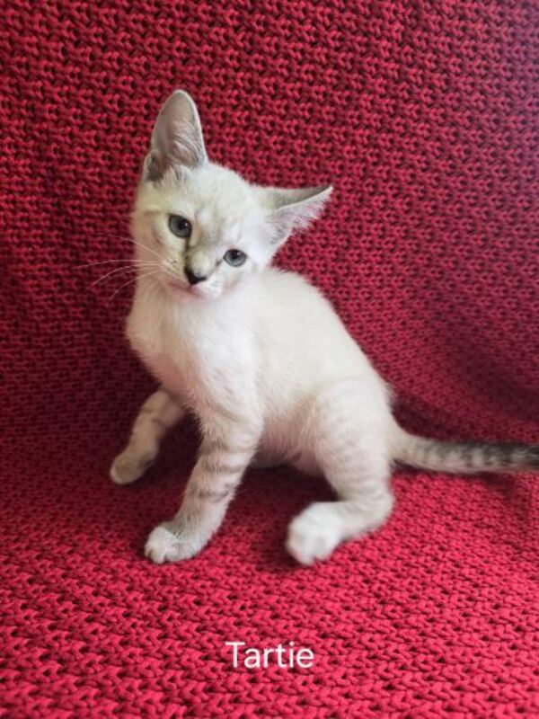 Tartie