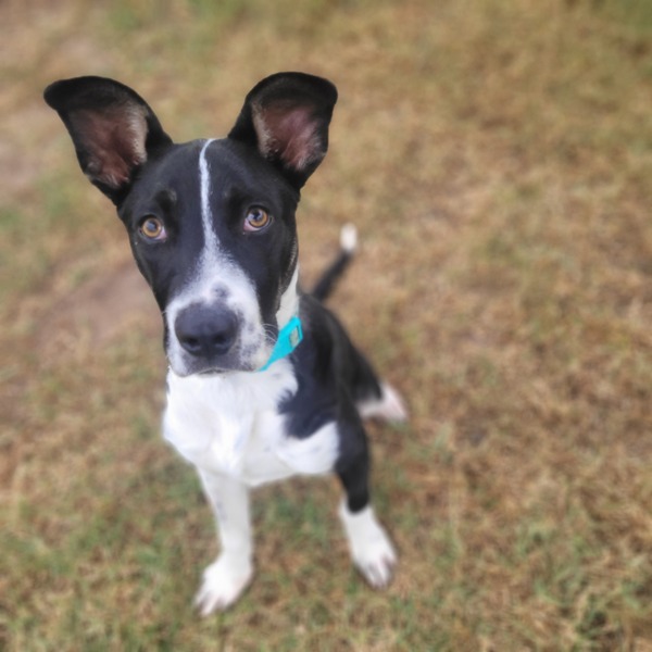 Stella