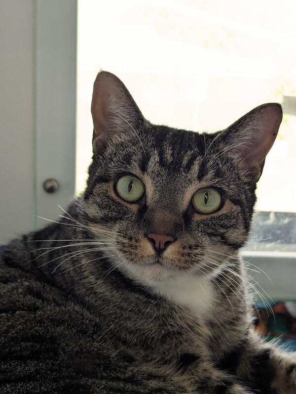 Cleo