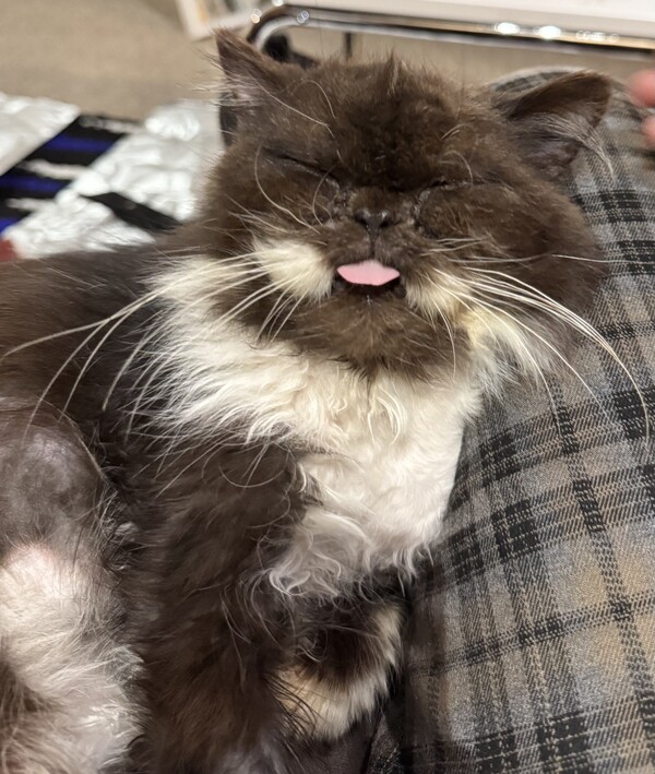 Whiskers