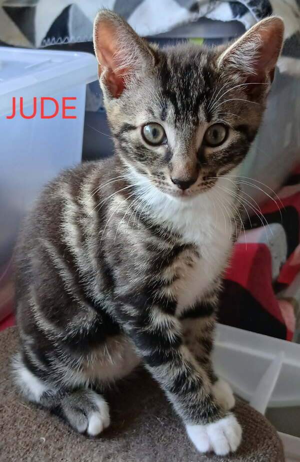Jude