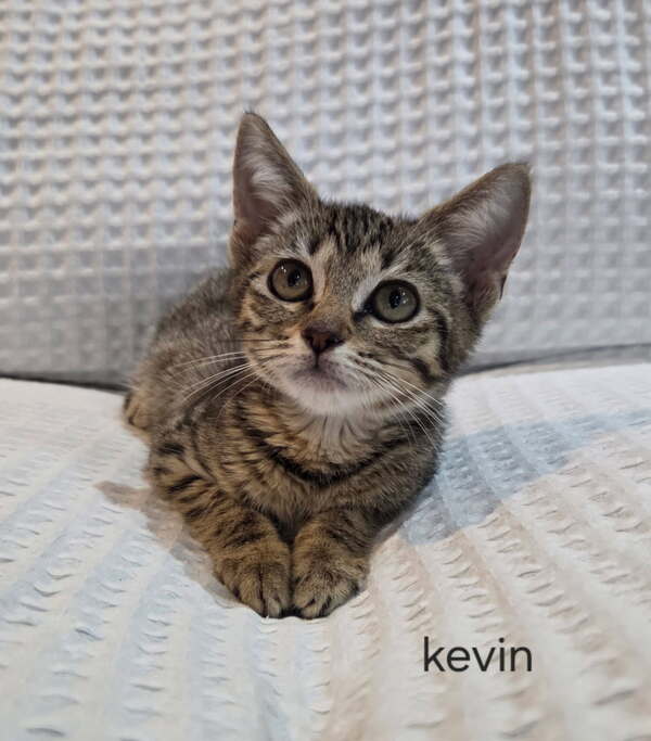 Kevin
