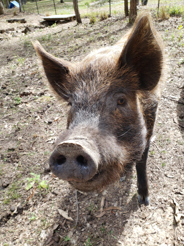 Hoggie
