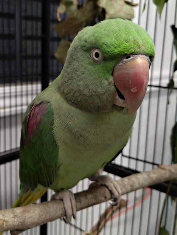 Penelope