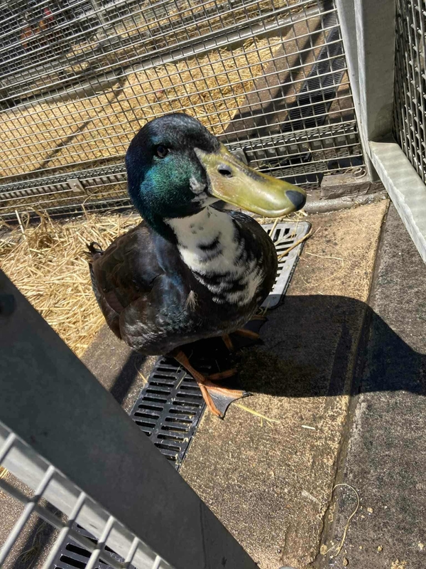 Sir Quacks-A-Lot