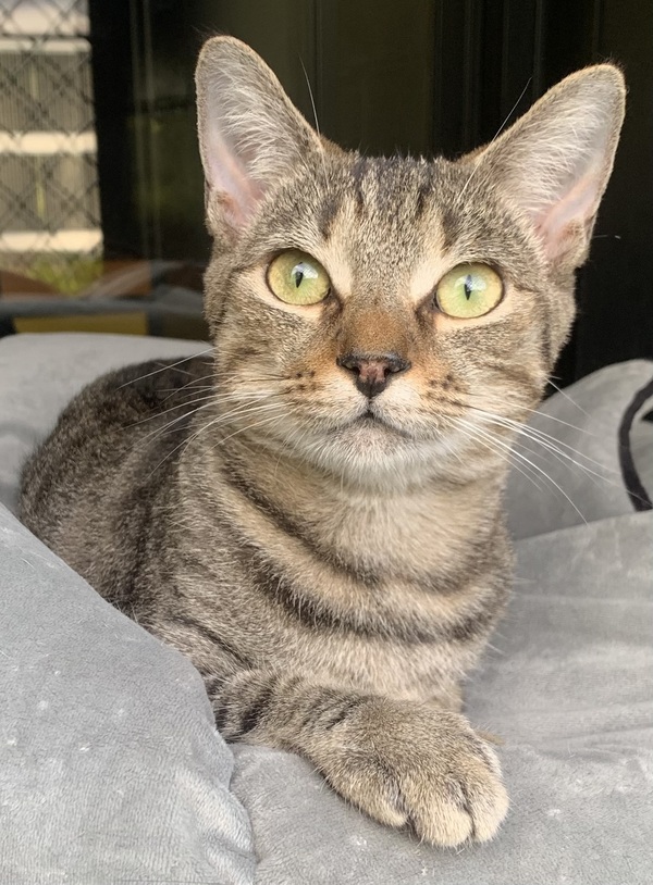 Lila