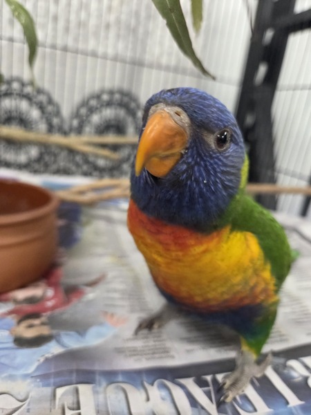 Skittles