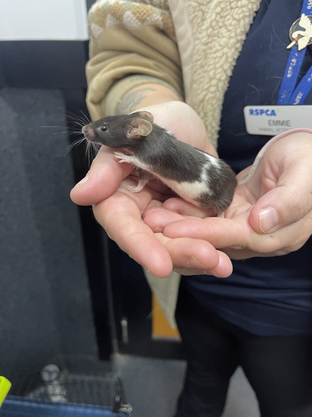 Angelina Mousling