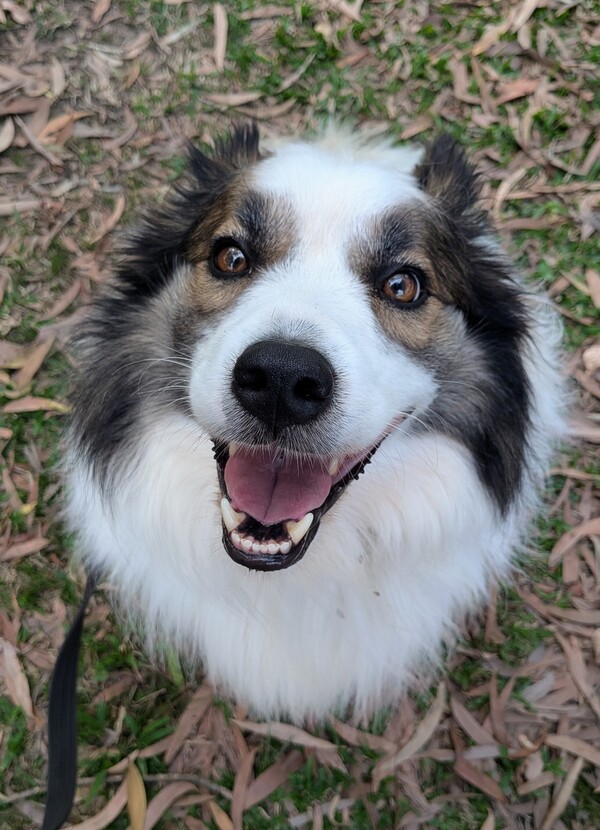 Arlo