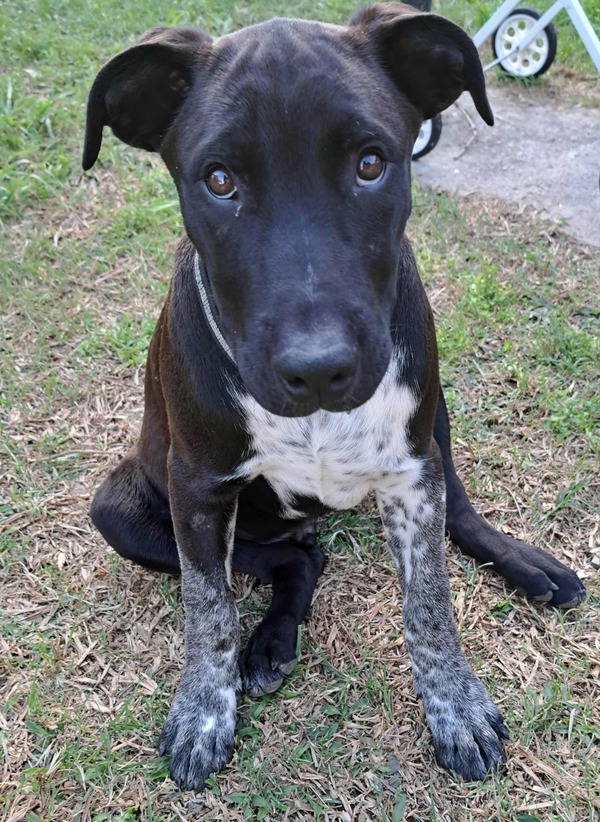 Otis