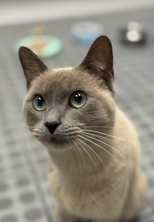 Hugh Catman