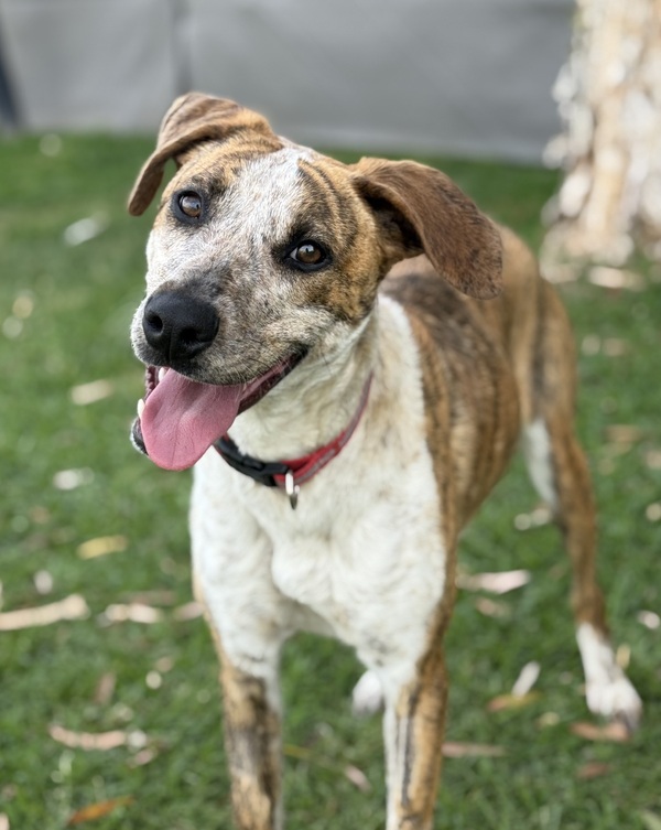 Bindi