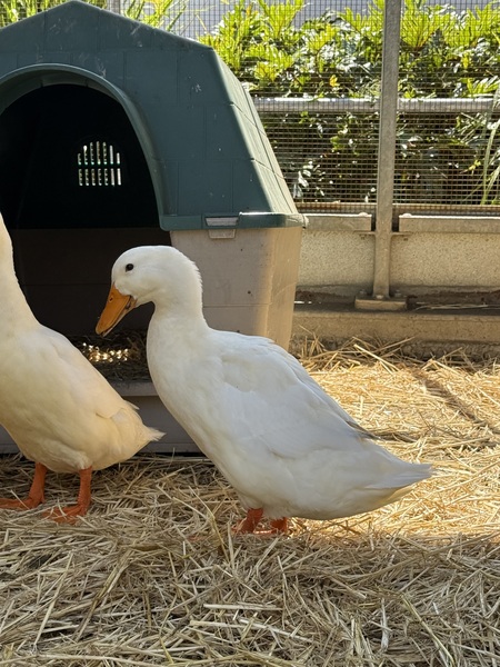 Beak-A-Boo