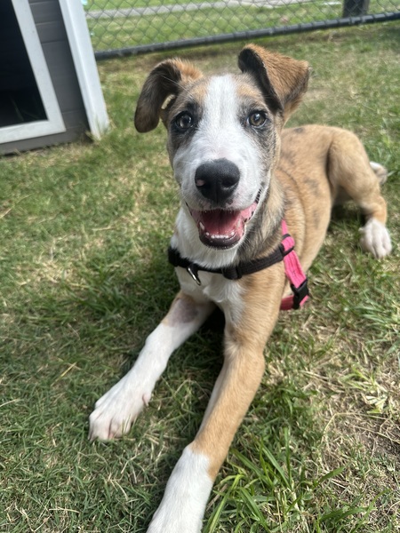Sadie