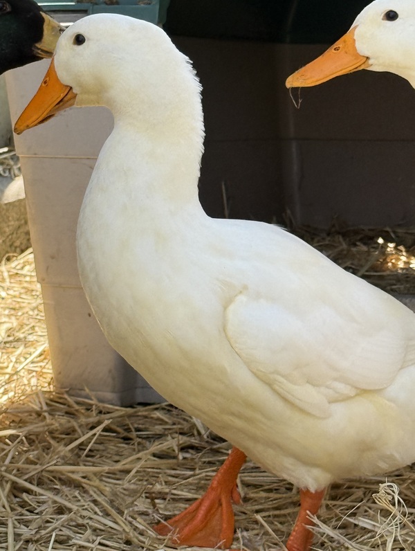 Quackintosh