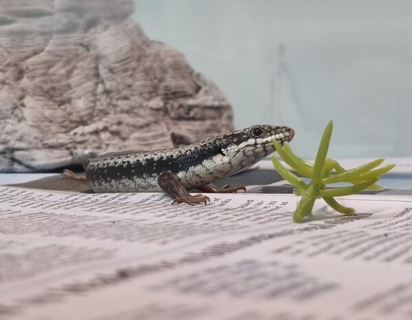 Haku