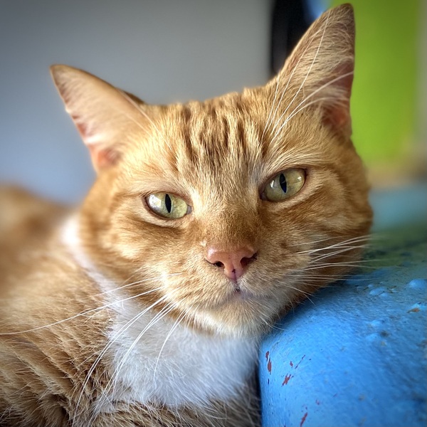 Simon