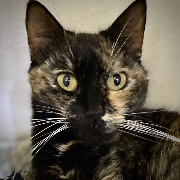 Kiki