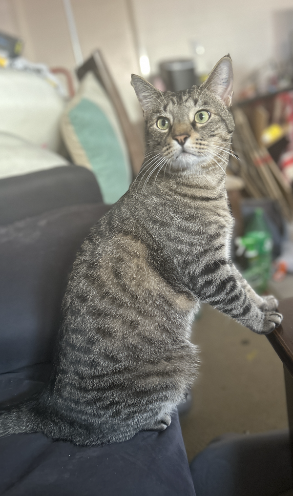 Taro