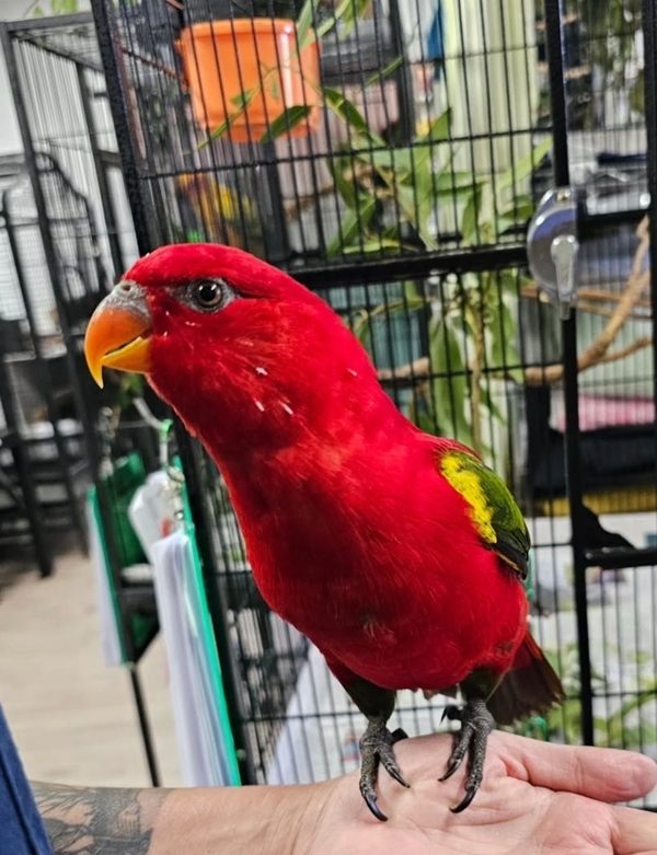 Mushu