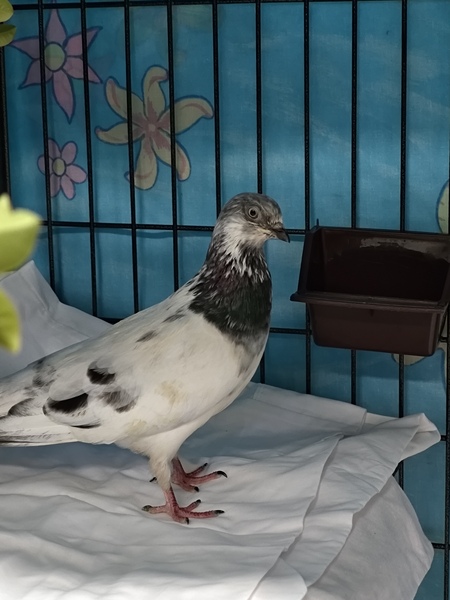 Labubu