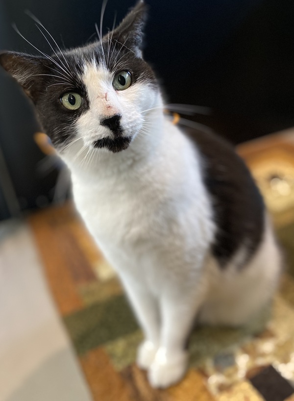 Cookie