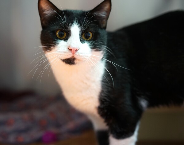 Tom