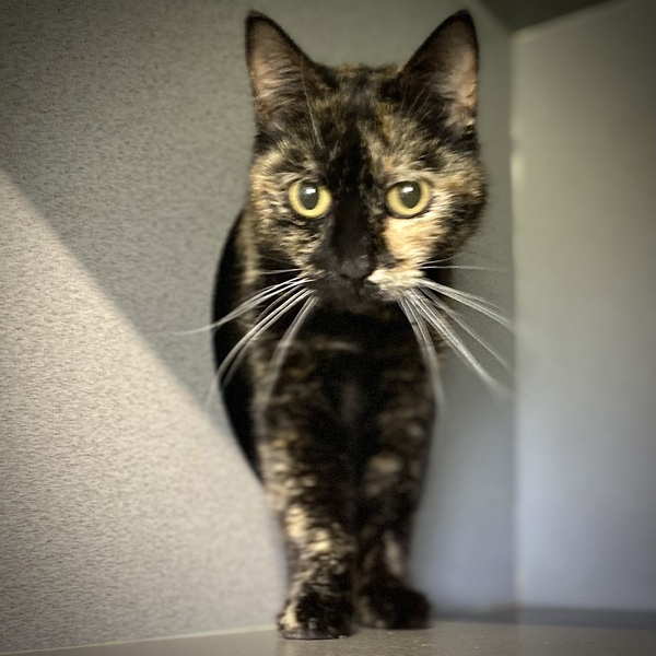Kiki