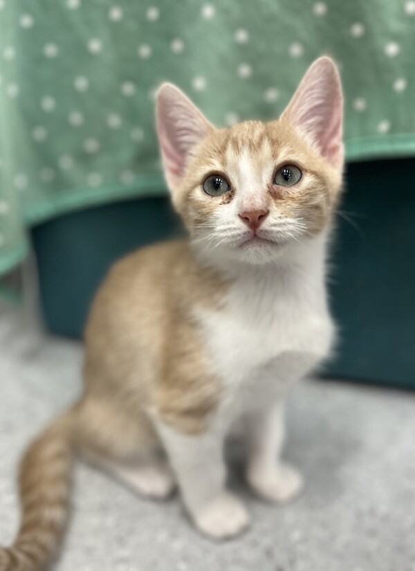 Jupiter