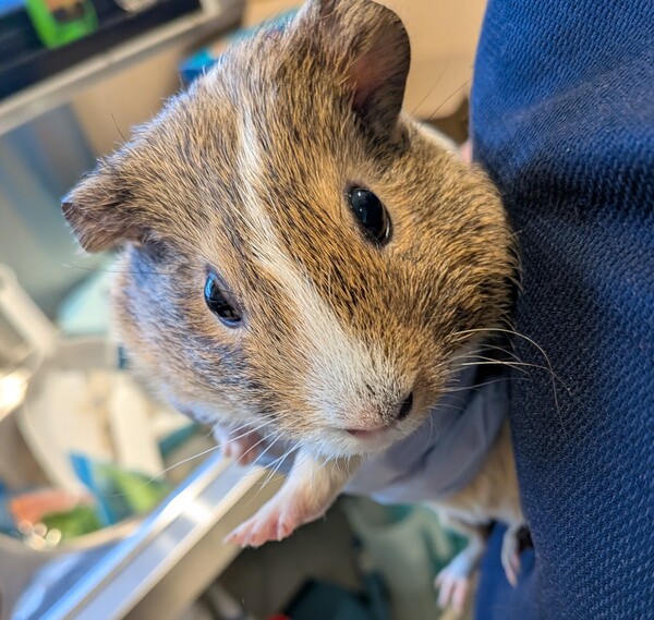 Lilo