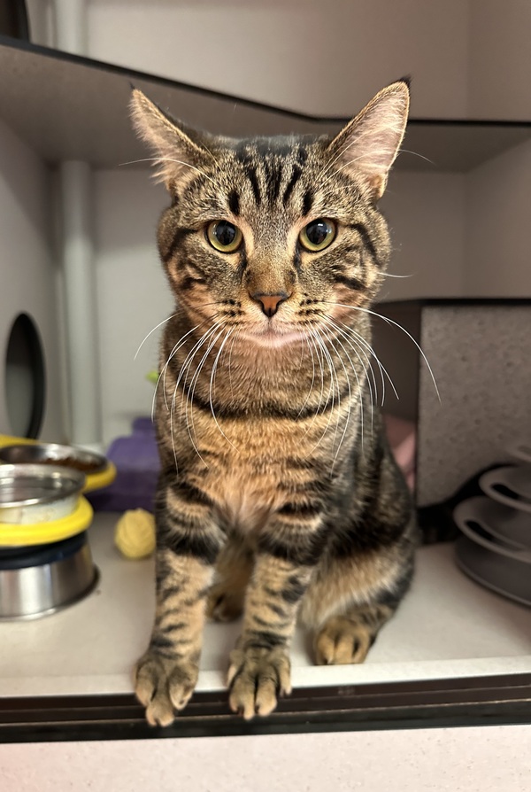 Tika